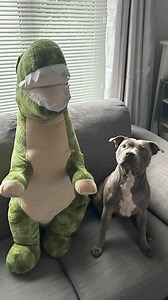 3.9K views · 387 reactions | Meet my new bestie練懶 | The Blue Staffy | Facebook