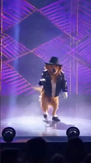 Dancing Dog Steals the Spotlight with an Epic Stage Performance | Cinematic Show
