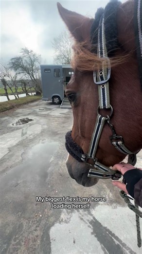 My Horse's Amazing Loading Skills