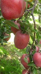 1.4K views · 34 reactions | Registration open for New year Management 060064 61442 Only Whatsapp Ay Orchard and Nursery | KVF Orchard and Nursery | Facebook