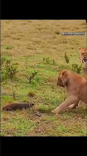 Lion versus ratel fight