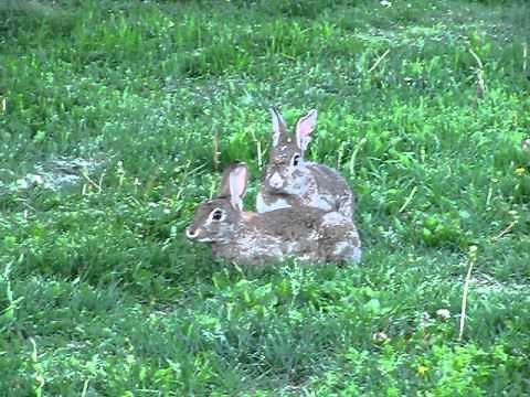 Mother rabbit thumping a warning