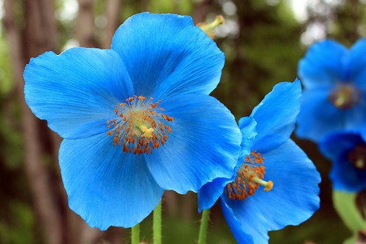 Pavot bleu de l'Himalaya
