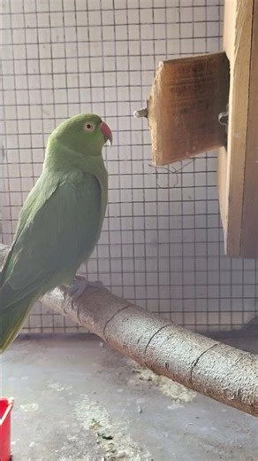 Female Parrot sound 😍 #trending #shorts #birds