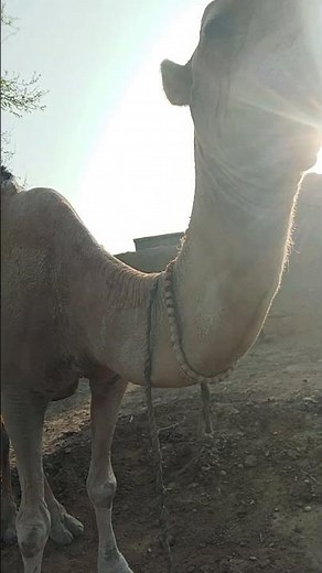 Angry Camel Moments | Funny & Scary Reactions