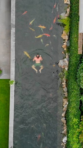 400K views · 2.9K reactions | Swimming in Pond between Jumbo Japanese Koi Fish! 勞 #japanesekoi #koipond #gardeninspiration #fishpond #aquarium #oaselivingwater | The Koi Partner | Facebook