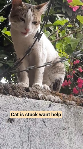Cat is stuck above the wall #cat #kitten #catactivity #catbehavior #catperson #cutecat