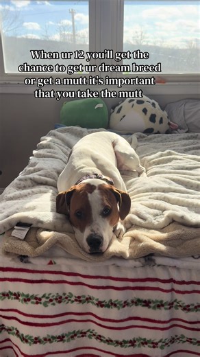 Choosing Between Dream Breed and Mutt Dogs