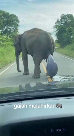 cara gajah melahirkan #gajah #lahiran #fyp | Elephants Videos