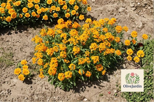 500 Siberian Wallflower Seeds – Biennial Orange Flower – Heirloom Non GMO – Fall Planting - Etsy