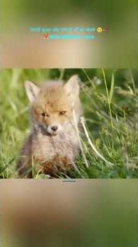 जंगली सूअर और लोमड़ी माँ का संघर्ष 😢🐗🦊 Wild Mother Love #shorts