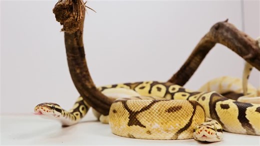 A ball python is coiled on a branch in a well-lit, indoor setting, showcasing its distinctive patterns