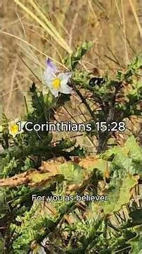 1 Corinthians 15:28