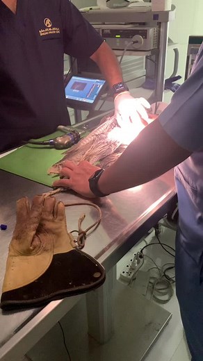 Medical Procedure Demonstration in Clinical Setting