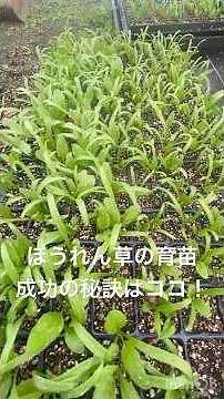 【ほうれん草の育苗】セルトレー編、成功の秘訣はココです♪#ほうれん草 #ほうれん草の育苗