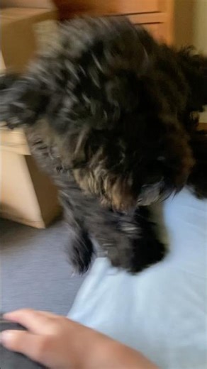 Unpredictable - Henry the spoodle