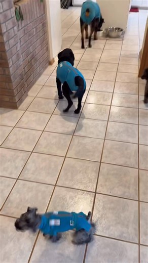 🐾 Pajama Party at Dr. Denton’s House! 🐾 It’s a cozy week here at Boomer Vet — the pups are having their very own pajama party at Dr. Denton’s! 💕 These sweet patients recently had surgery, so they’re sporting their adorable recovery rompers and getting all the extra-special TLC they deserve. From snuggles to supervised rest time, they’re being pampered while they board with us this week. We take their comfort seriously… even if it does look a little like a slumber party around here. 😄✨ | Boom