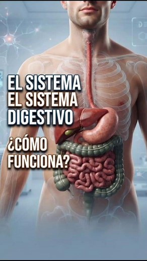 Sistema Digestivo Humano 🫁 | Sistema Digestivo Completo Explicado | Biología#SistemaDigestivoHumano