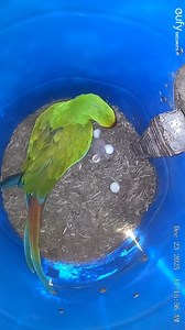 ⭕ Save Help and Protect Endangered Parrots... 🔴 Our hope has color, and it is Green !! 🔴 Extinction is for ever but there's hope for these Endangered green parrots. 🔴 The endangered great green macaw (Ara ambiguus), Also known as Buffon's Macaw, Green Macaw, Grand Military Macaw, Grand Green Macaw, Guayaquil Green Macaw, is a critically endangered Central and South America parrot found in Nicaragua, Honduras, Costa Rica, Panama, Colombia and Ecuador 🔴 Conservation status: Critically Endanger