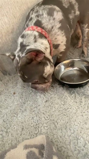 Two diff dogs!! (Classic dog problems) pt 4