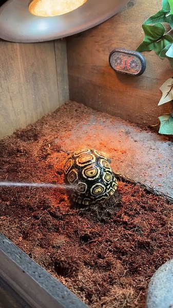 Caring for Tortoises: Essential Guide for New Owners