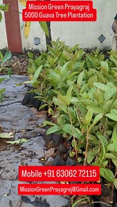 2.7K reactions · 128 comments | Please help us plant and adopt 5000 saplings in Prayagraj. And initiative to save the living beings in Prayagraj specially birds and squirrels. Requesting you to please find a space in your house and we will be happy to give you a great quality sapling for plantation. Drop as an email or call us on the below number. | Mission Green Mumbai | Facebook
