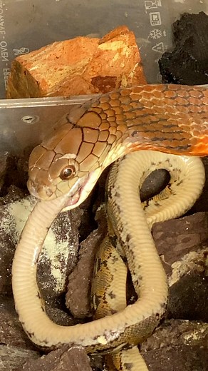 King cobra mak4n u1ar python | Amar pd