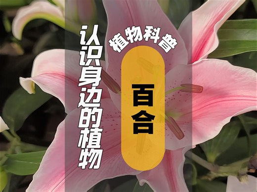 植物科普 I 百合