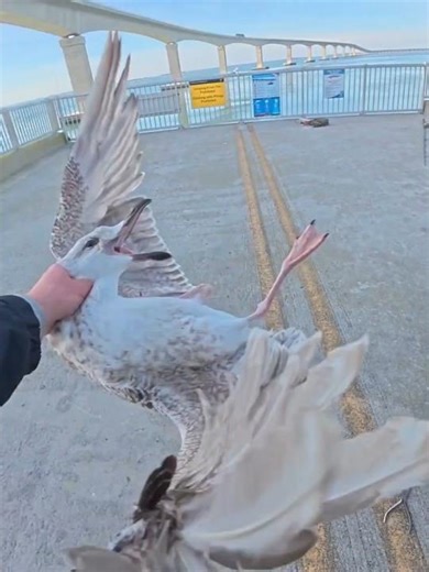 OUTERBANKS FISHING MISHAP #fish #obx #fishingshorts #shorts #wildlife #fishinglife #fishing #birds