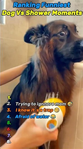 The Most DRAMATIC Dog Bath Moment You've Ever Seen 🎭🛁 #FunnyDogs #DogComedy #DramaticPets