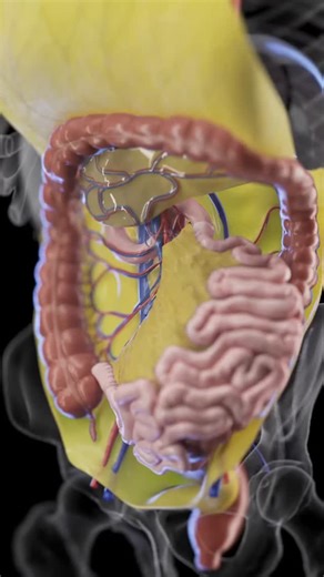 medical_animation on Instagram: "🧬 The Mesentery: More Than Just a Membrane 🧬 Once thought to be just a folded tissue, the mesentery is now recognized as a continuous organ that holds the intestines in place, while also supporting blood vessels, lymphatics, and nerves. 🔎 What is the Mesentery? – A double layer of peritoneum that connects the intestines to the posterior abdominal wall. – Supports and stabilizes the small and large intestines, including parts of the colon. – Acts as a highway f