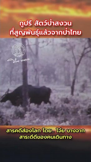 Kouprey, a protected wild animal believed to be extinct in the Thai forests. #Kouprey #ProtectedA...