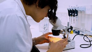 Artemia Salina Lethality Bioassay | JoVE Journal