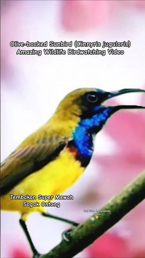 Beautiful Olive-backed Sunbird – Tropical Bird Song - Tembakan Istimewa Burung Sogok Ontong /Sogon