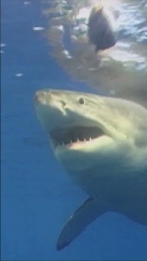 🦈 Did you know Megalodon was the biggest shark? | Educational Videos for Children | @HappyLearningEN
