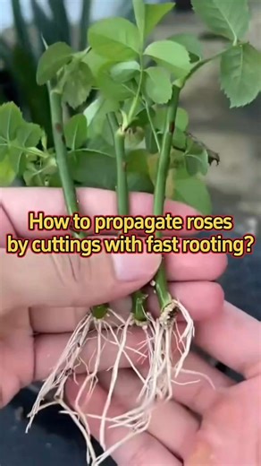 How to propagate roses by cuttings with fast rooting? #houseplants #indoorplants #plants #planting #plantlover #planttips #plant #plantinghack #plant #Plant #garden #gardening #gardening101 #gardeningtips #gardeninghacks #gardentips #gardentok #homeplants #roots #rose #followersreelsfypシ゚viralシfypシ゚viralシ #roses #facebookreel #facebookreelsviral | gardenfrenzy