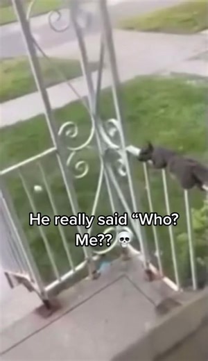 Funny Squirrel Memes and Laughing Chipmunk Compilation