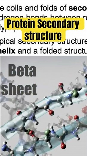 Protein Secondary Structure: alpha helix 🧬 and beta pleated sheets explained #biology #science