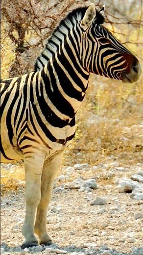 Arabian zebra Sound Effect