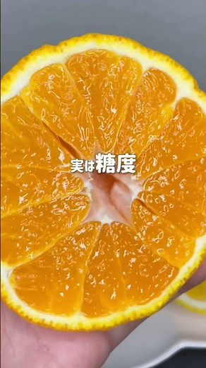 柑橘王国愛媛からの贈り物！果汁溢れるジューシーな「河内晩柑」と糖度16%の「ピースデコ(デコポン)」を食べ比べ！#旬 #産地直送 #みかん #柑橘 #デコポン #ゴヒイキ