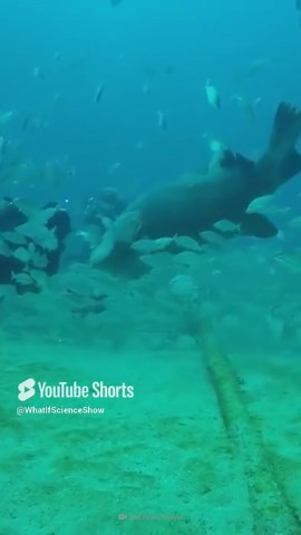 How Grouper Fish Live in the Deep Sea