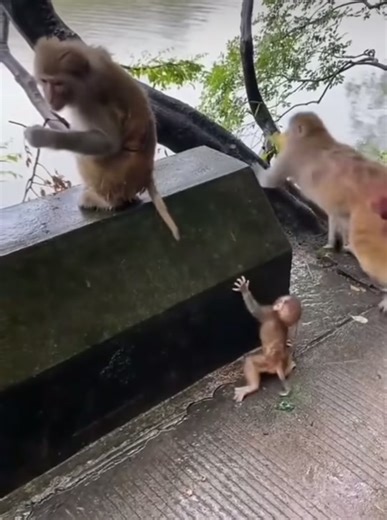 Monkeys Interacting: Baby Learns to Climb with Help