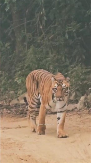 Jim Corbett National Park||Jungle Safari me Road par Santi se chalta Jungle ka shikari