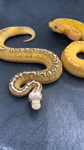 Redline Science on Instagram: "A delightful series of Sunset Ball Python Combos to fuel your midweek! 🌇 @jerseyguysballs has the dreamy view without having to look outside! #BetterOffRed"