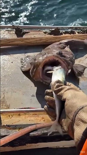 INSANE Monkfish Jaw Reflex! The Sea’s Natural Bear Trap 🦈👹