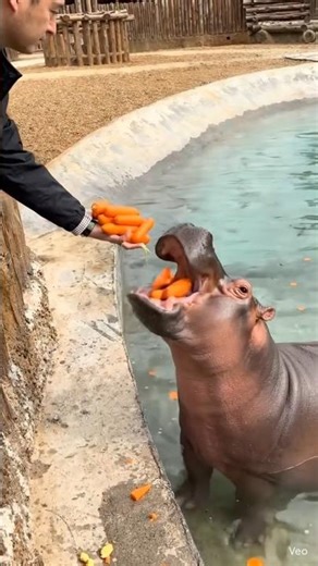 Satisfying Hippo Feeding
