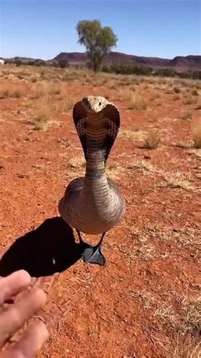 Discover the Majestic Cobra Chicken in Australia