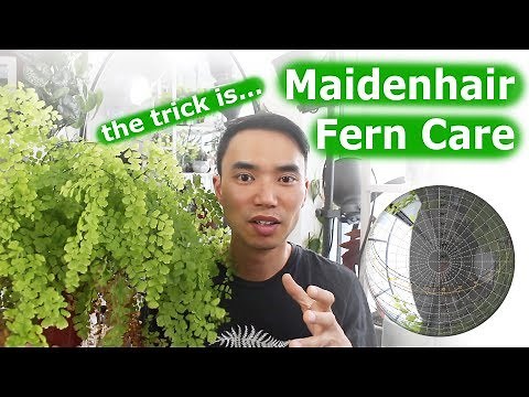 Maidenhair fern care | Not that difficult