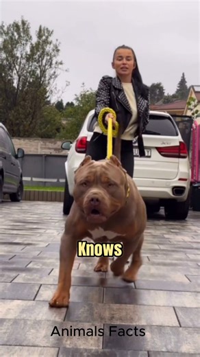 Introducing the American Bully 🔥#americanbully4life #americanbullies | Animals Facts