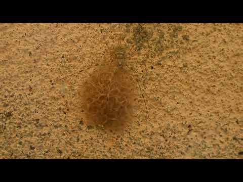 Tree Trunk Spider (Hersiliidae) Protecting Eggs - Animal India - 06/28/2025